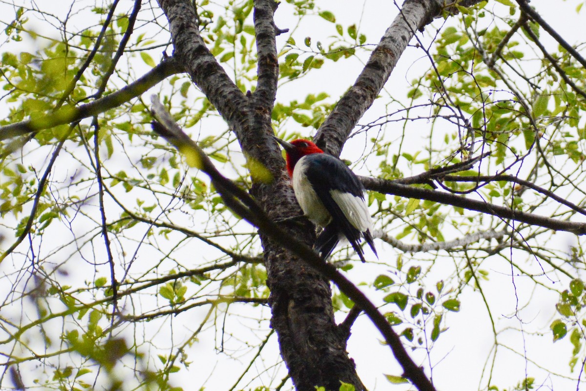 Red-headed Woodpecker - ML615350617