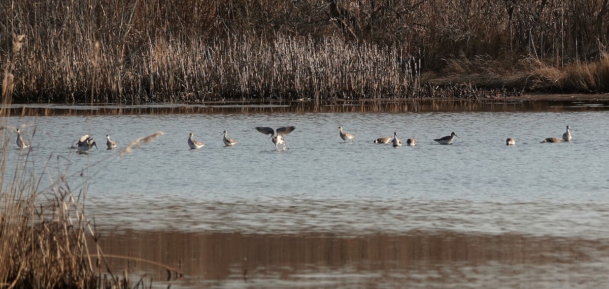 Greater Yellowlegs - ML615350637