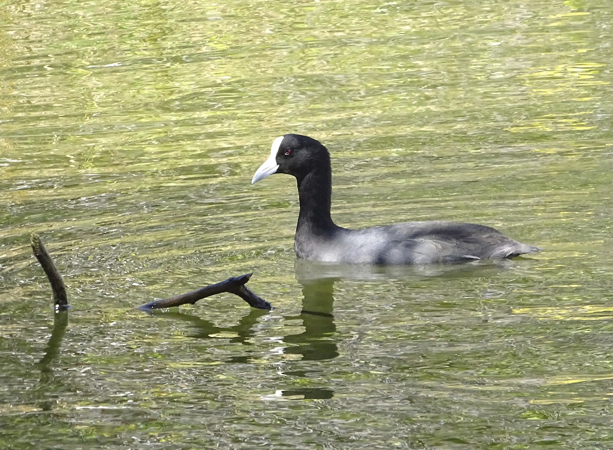 Hawaiian Coot - Nancy Overholtz