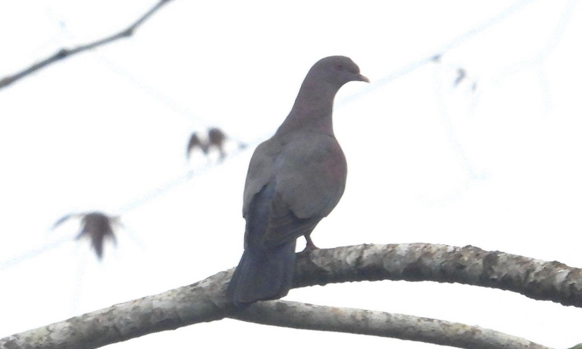 Pale-vented Pigeon - ML615350709