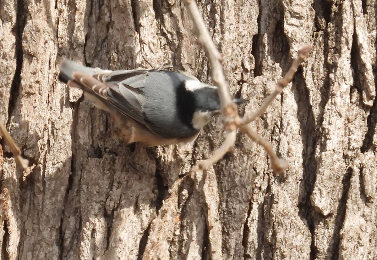 White-breasted Nuthatch - ML615350716