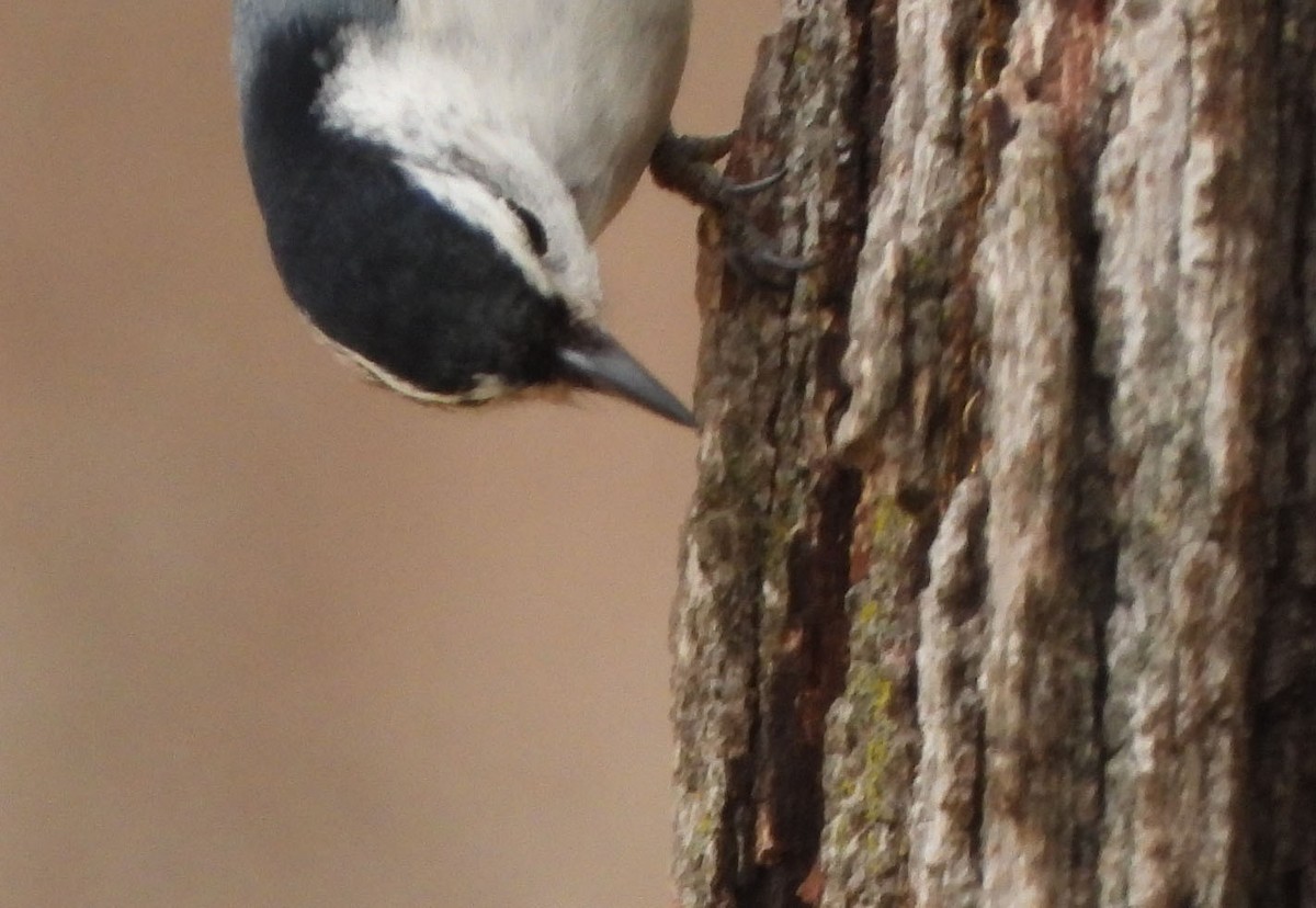 White-breasted Nuthatch - ML615350718