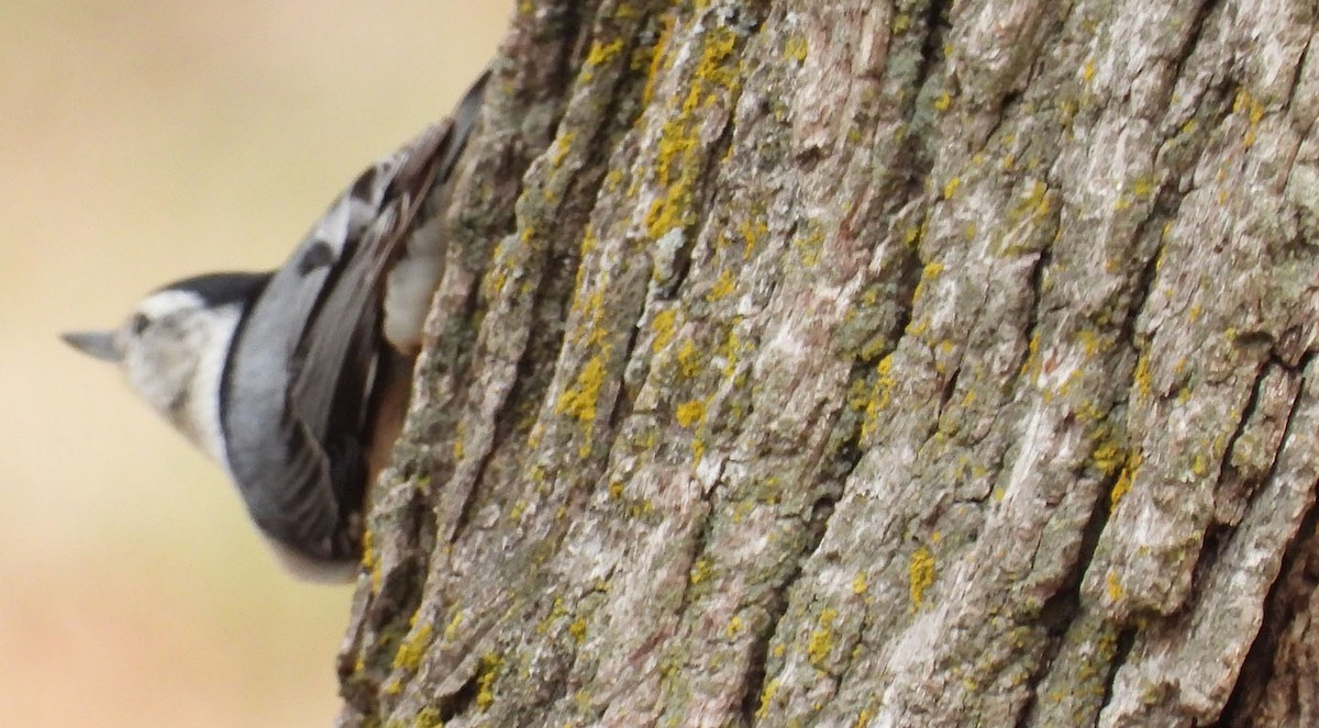 White-breasted Nuthatch - ML615350722