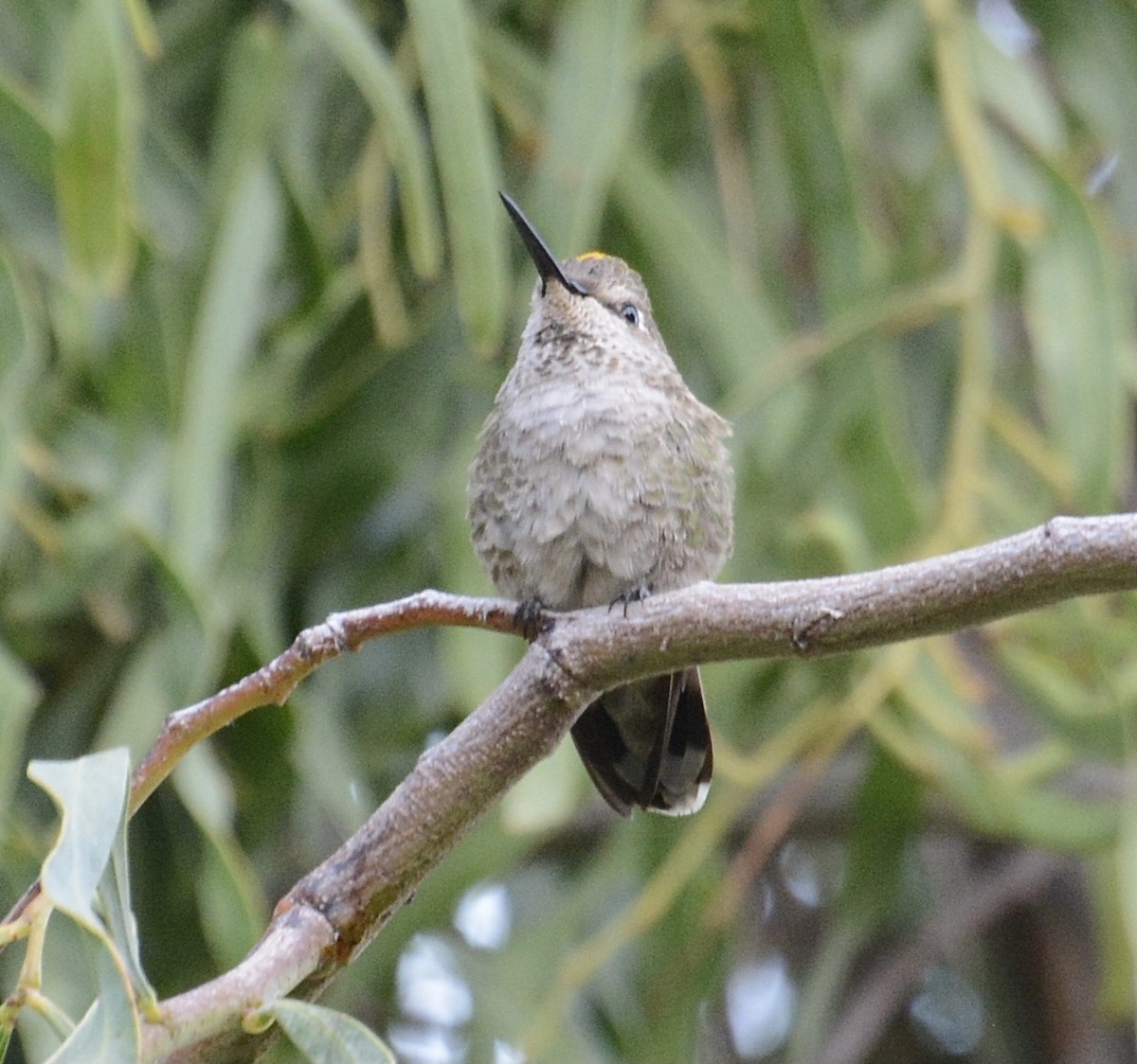 Anna's Hummingbird - ML615350756