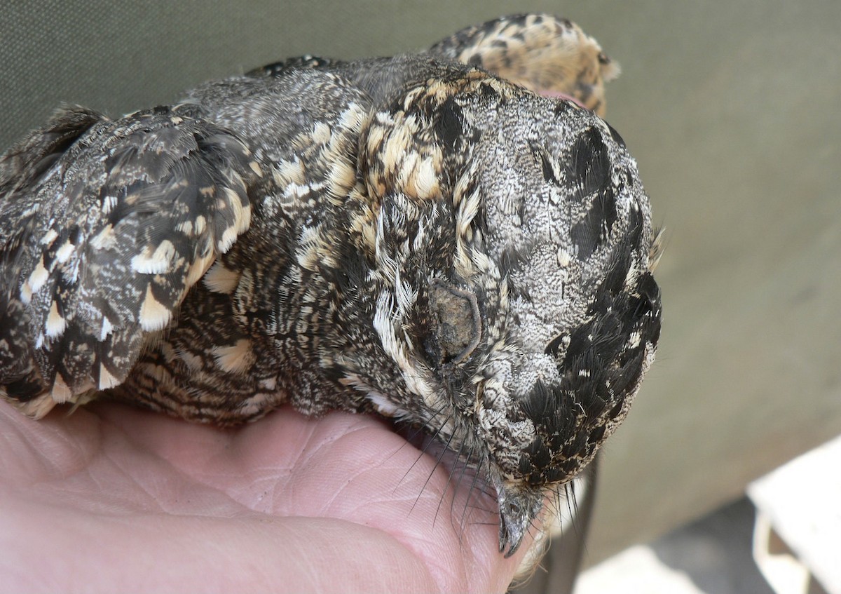 Donaldson Smith's Nightjar - ML615350811