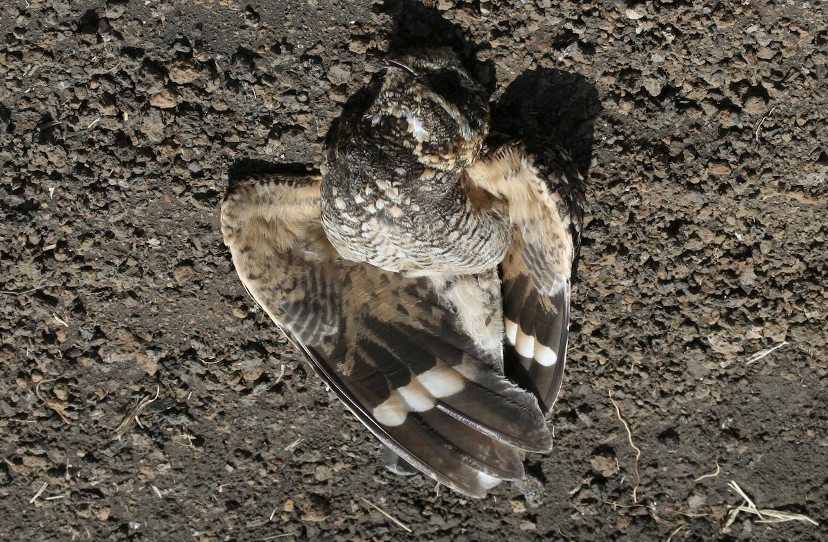 Donaldson Smith's Nightjar - ML615350812