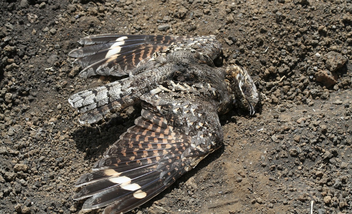 Donaldson Smith's Nightjar - ML615350813