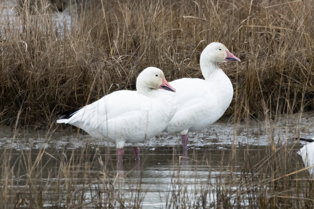 Snow Goose - ML615350820