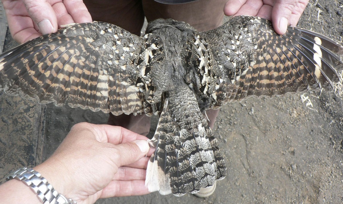 Donaldson Smith's Nightjar - ML615350824