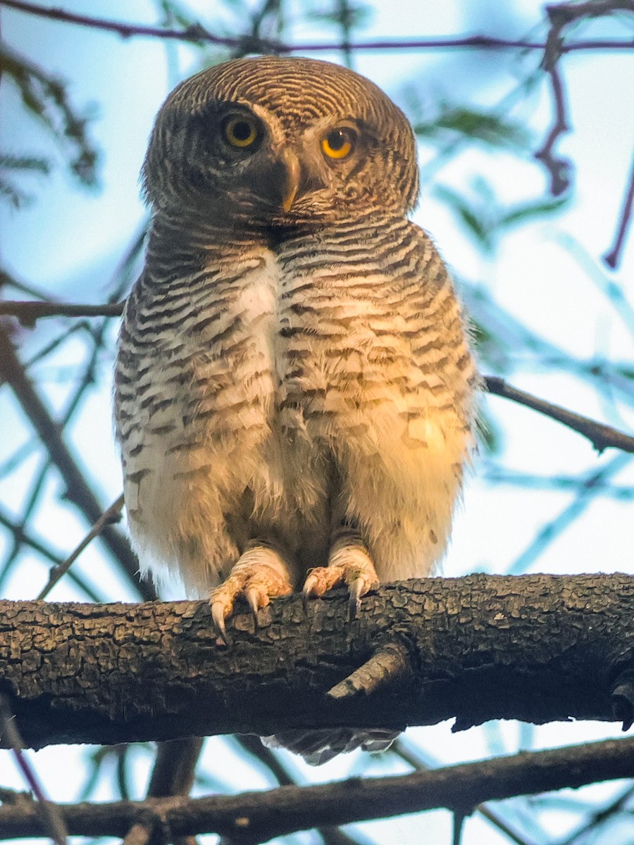 Jungle Owlet - Kasiviswanathan A