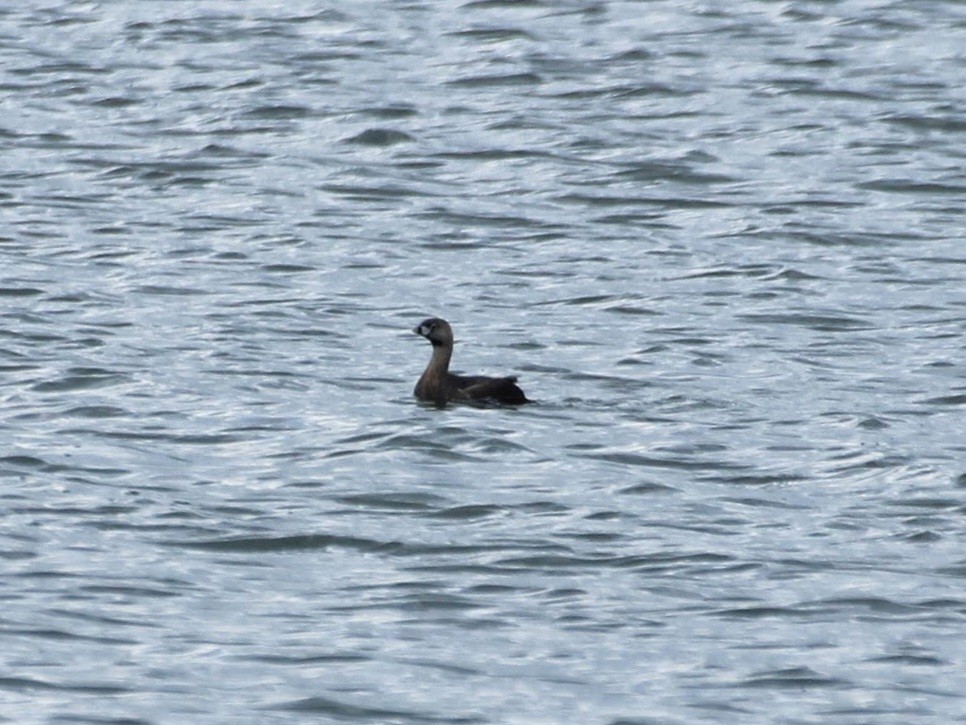 Pied-billed Grebe - ML615350888