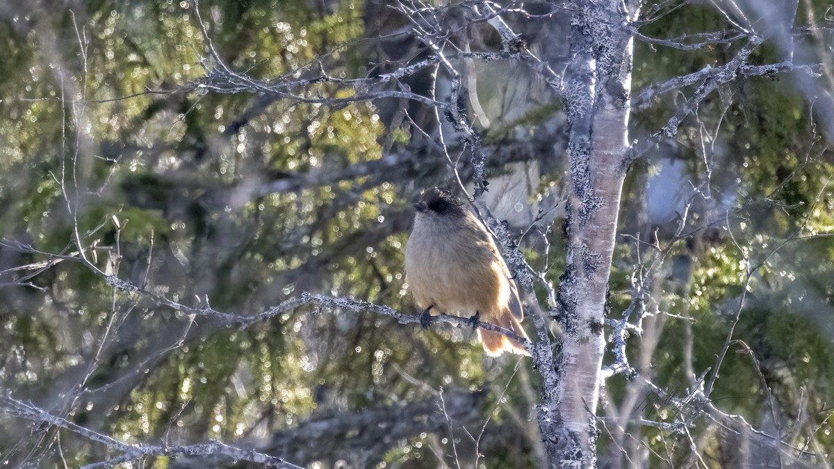 Siberian Jay - ML615351021