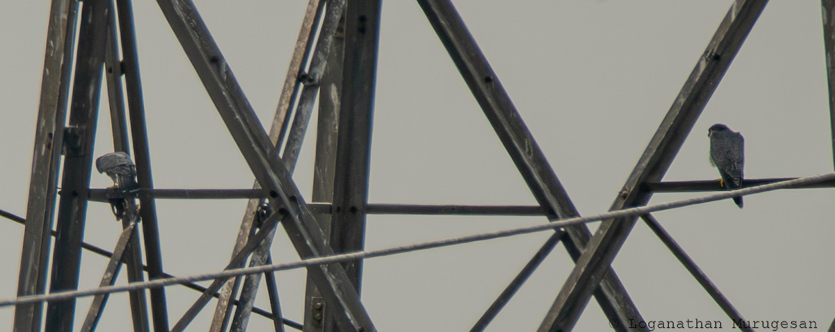 sokol stěhovavý - ML615351030