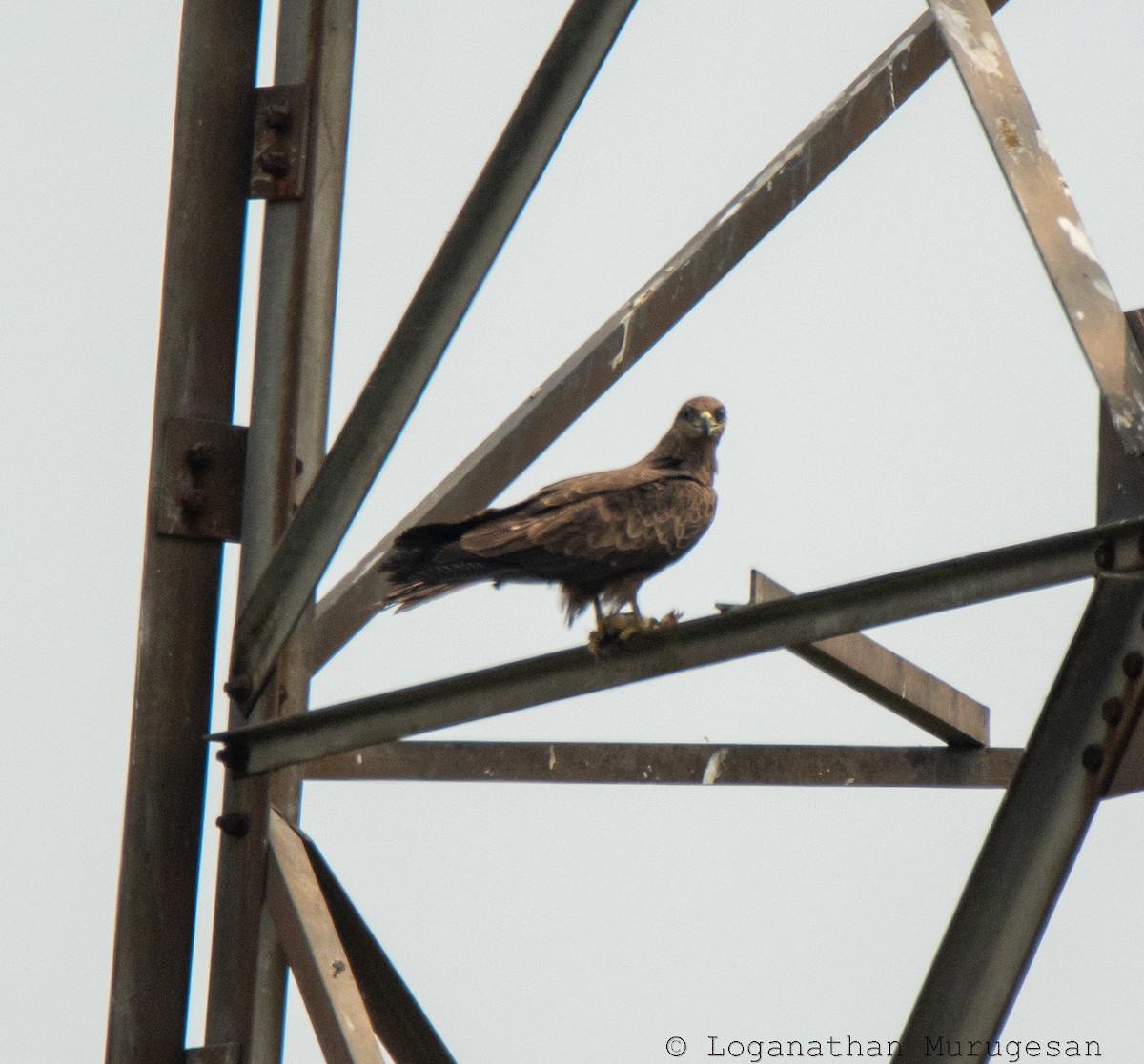 luňák hnědý - ML615351031