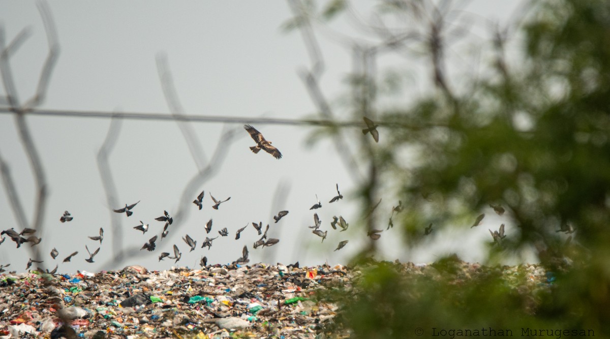 orel nejmenší - ML615351033