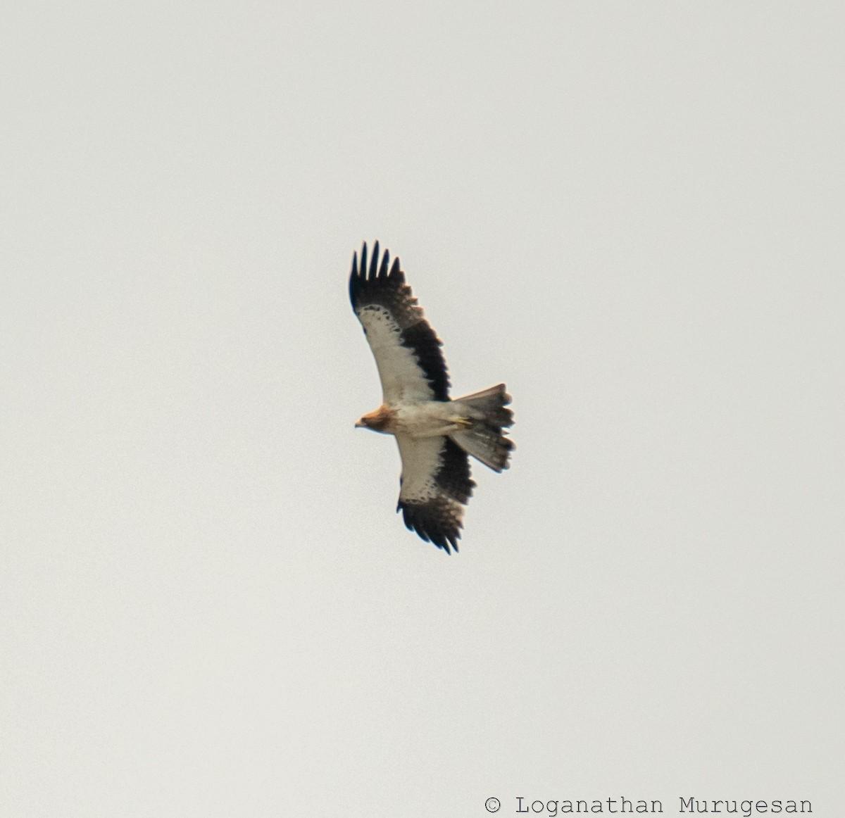 orel nejmenší - ML615351034