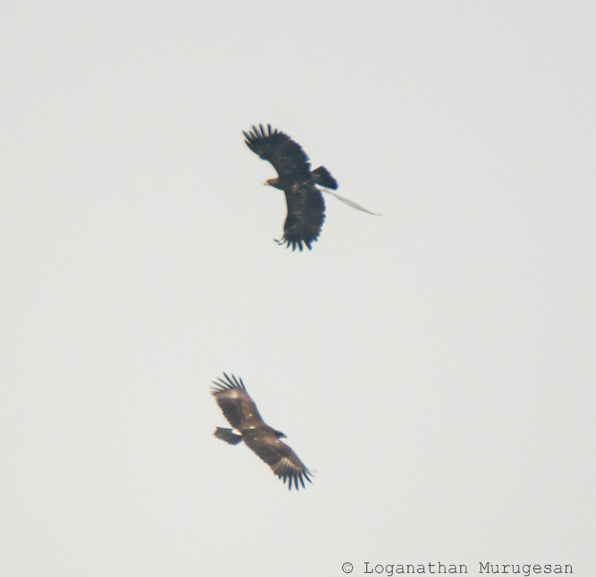 orel volavý - ML615351035