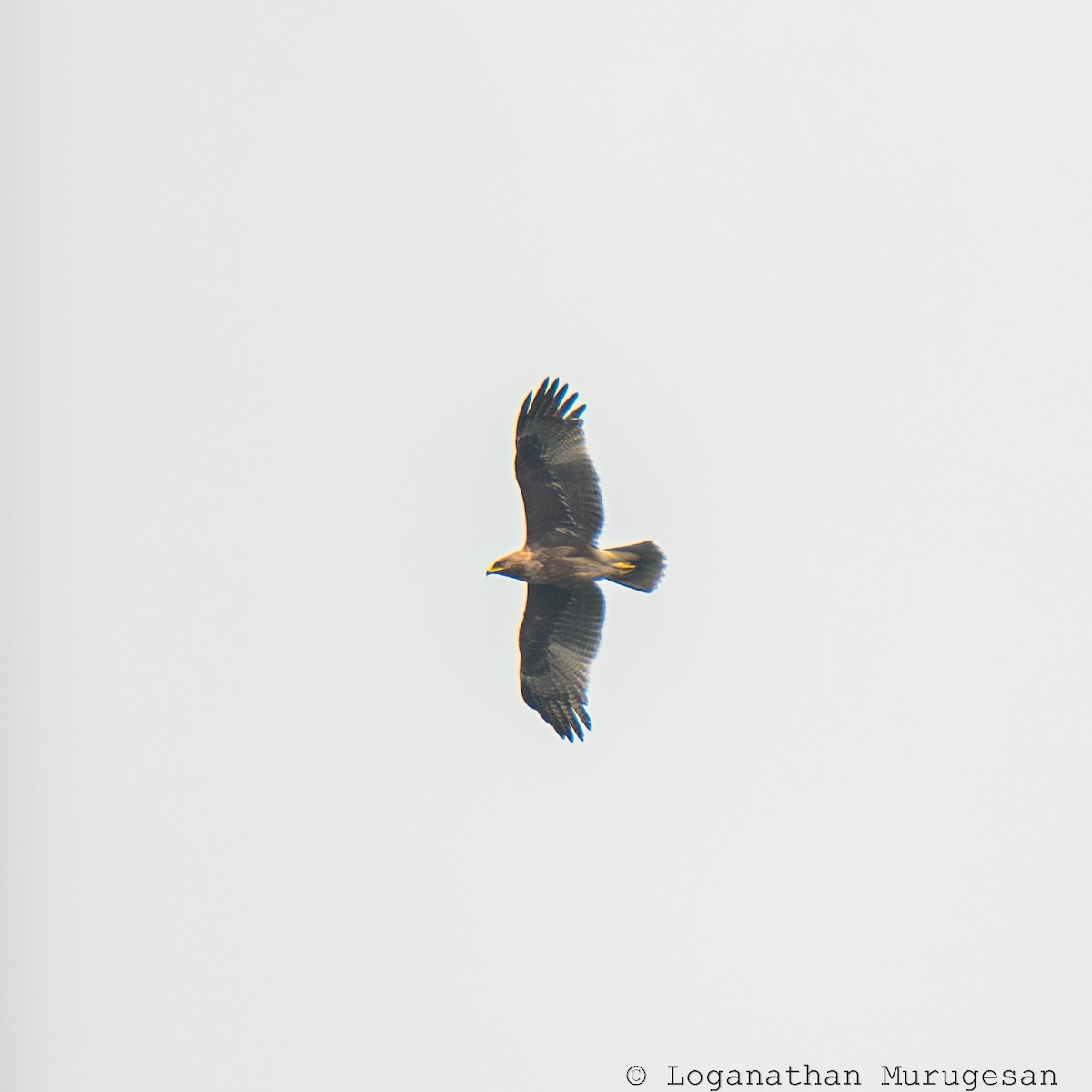 orel indický - ML615351041