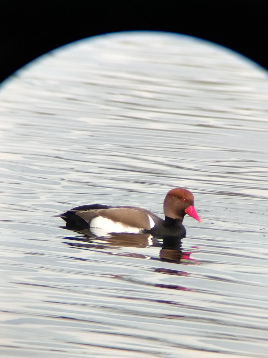 Red-crested Pochard - ML615351042