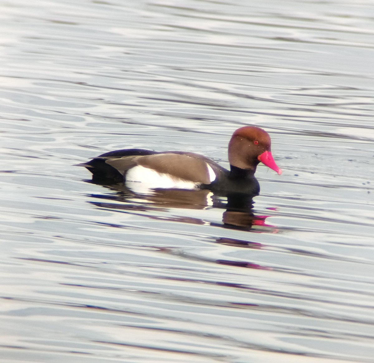 Red-crested Pochard - ML615351055