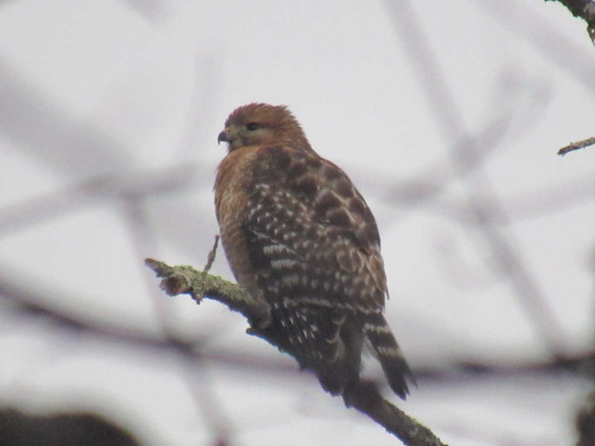 Red-shouldered Hawk - ML615351064