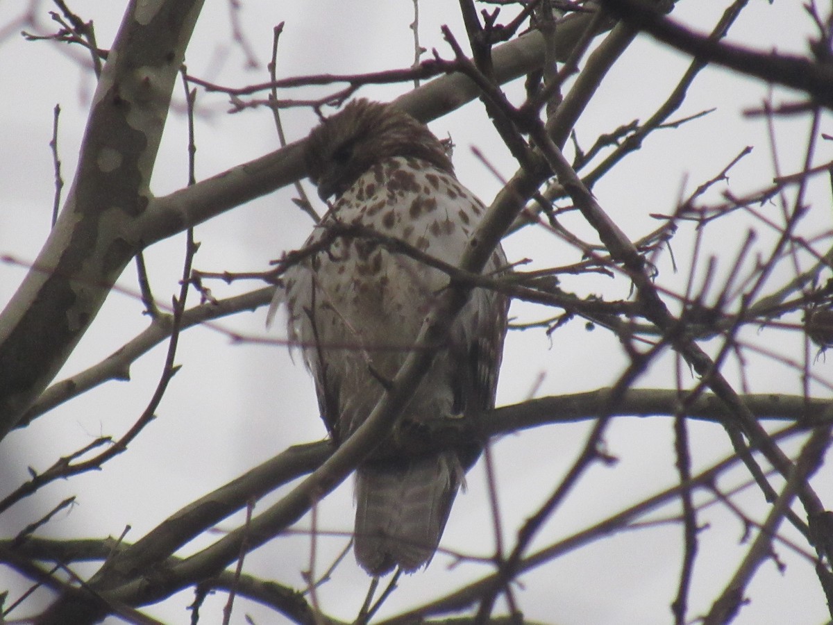 Red-shouldered Hawk - ML615351069