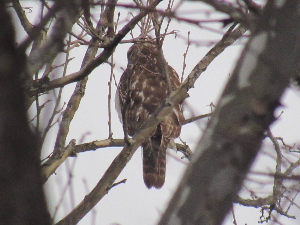 Red-shouldered Hawk - ML615351076