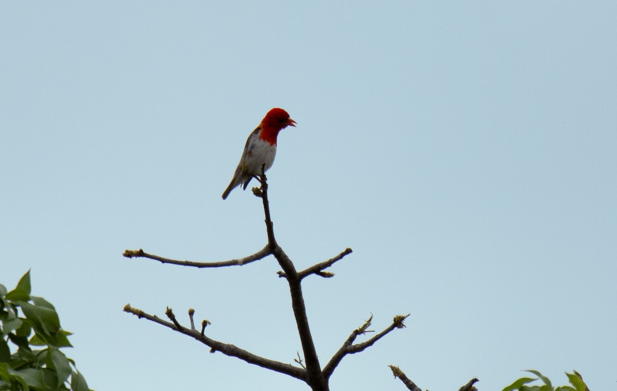 Red-headed Weaver (Southern) - ML615351110