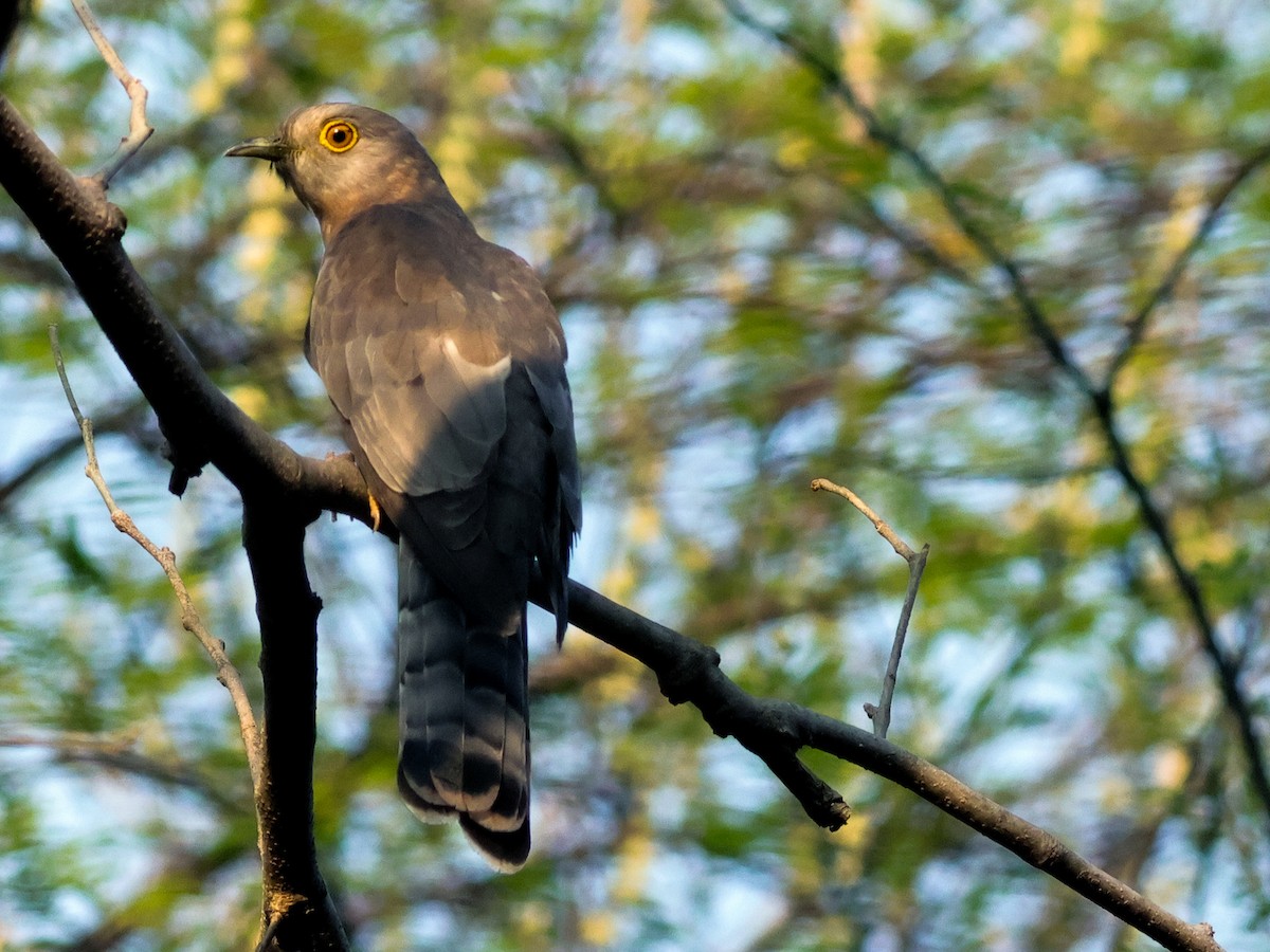 Common Hawk-Cuckoo - Kasiviswanathan A