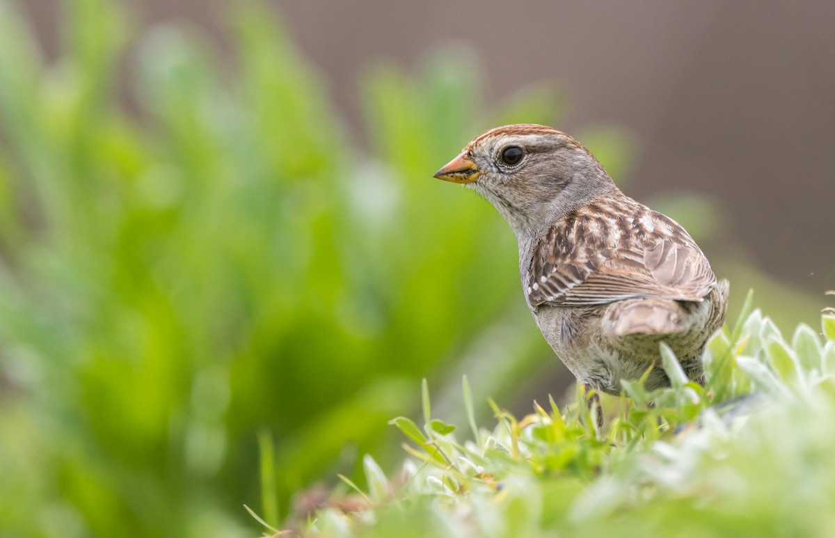 White-crowned Sparrow - ML615351143