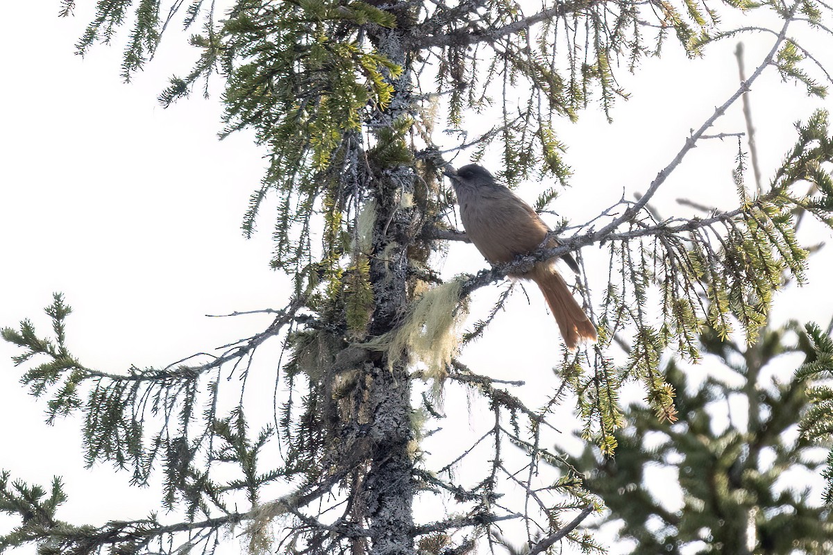 Siberian Jay - ML615351144