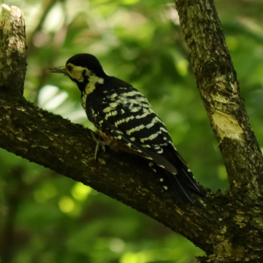 White-backed Woodpecker - ML615351203
