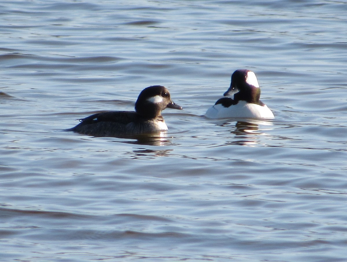 Bufflehead - ML615351230