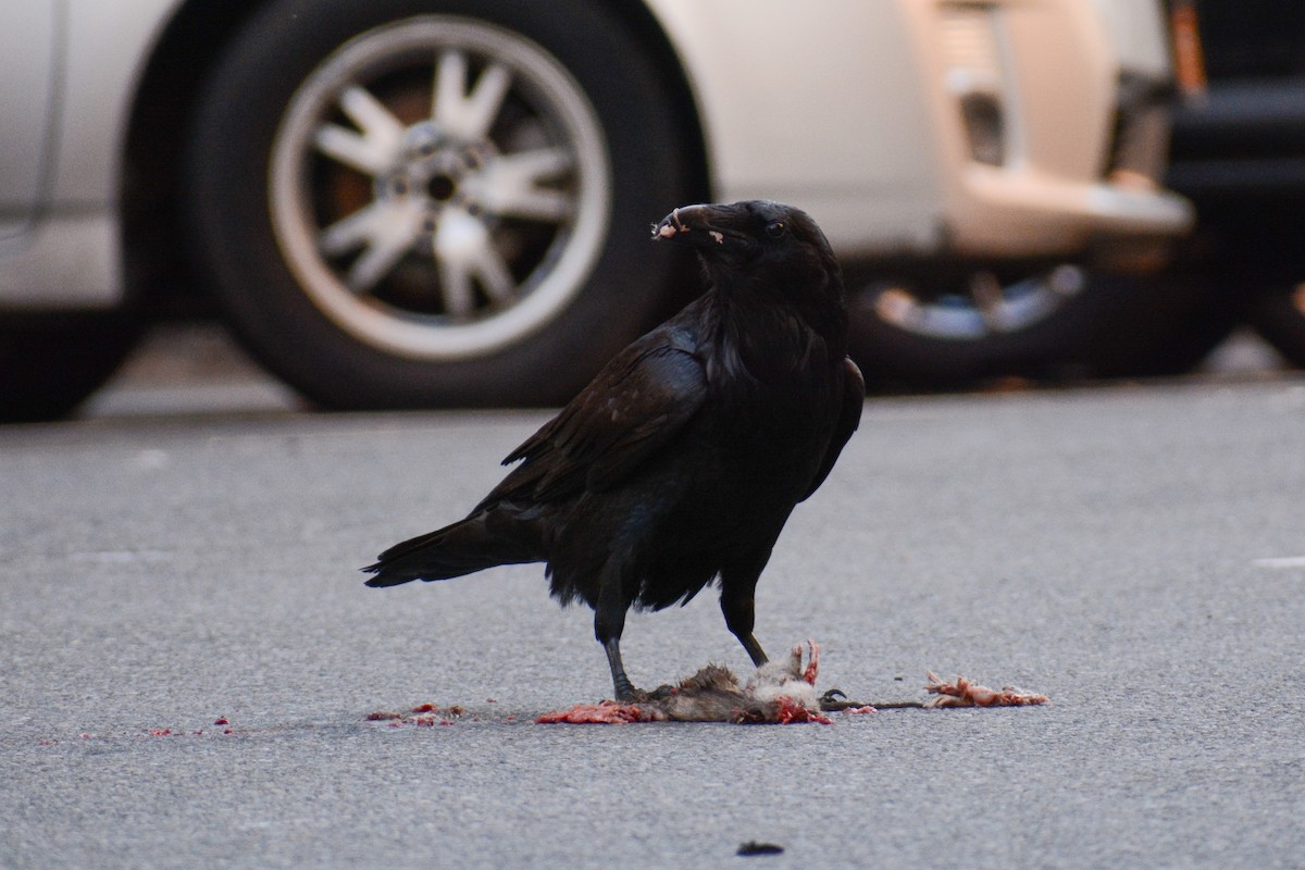 Grand Corbeau - ML615351284