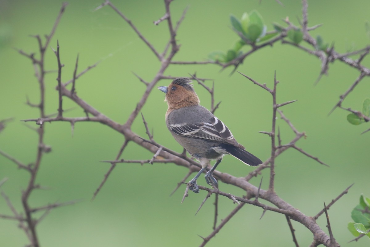 Red-throated Tit - ML615351286