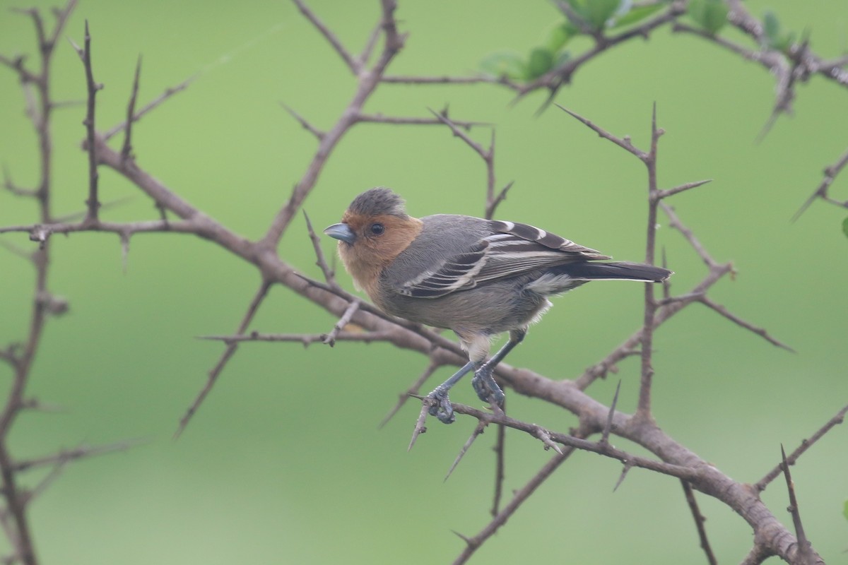 Red-throated Tit - ML615351288