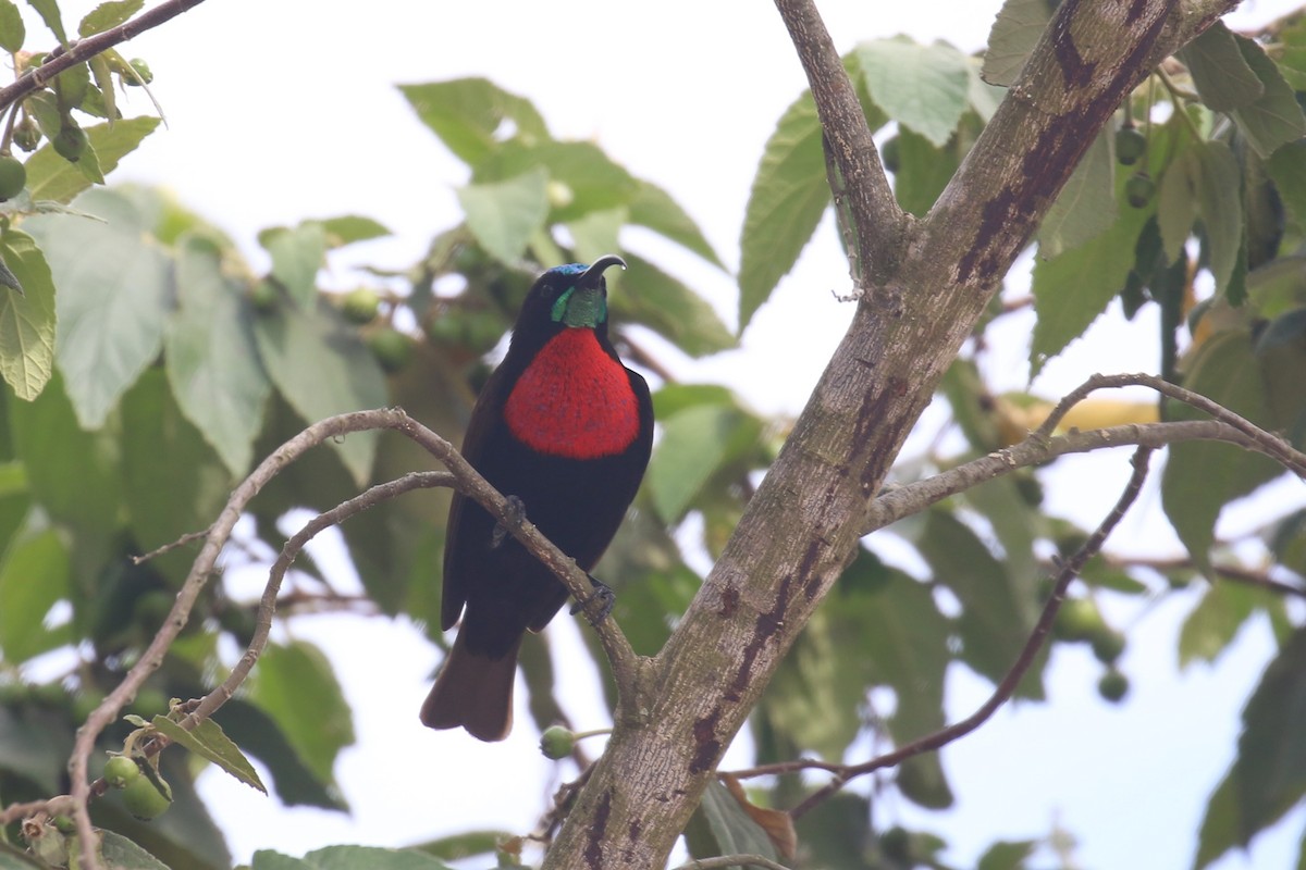 Scarlet-chested Sunbird - ML615351314