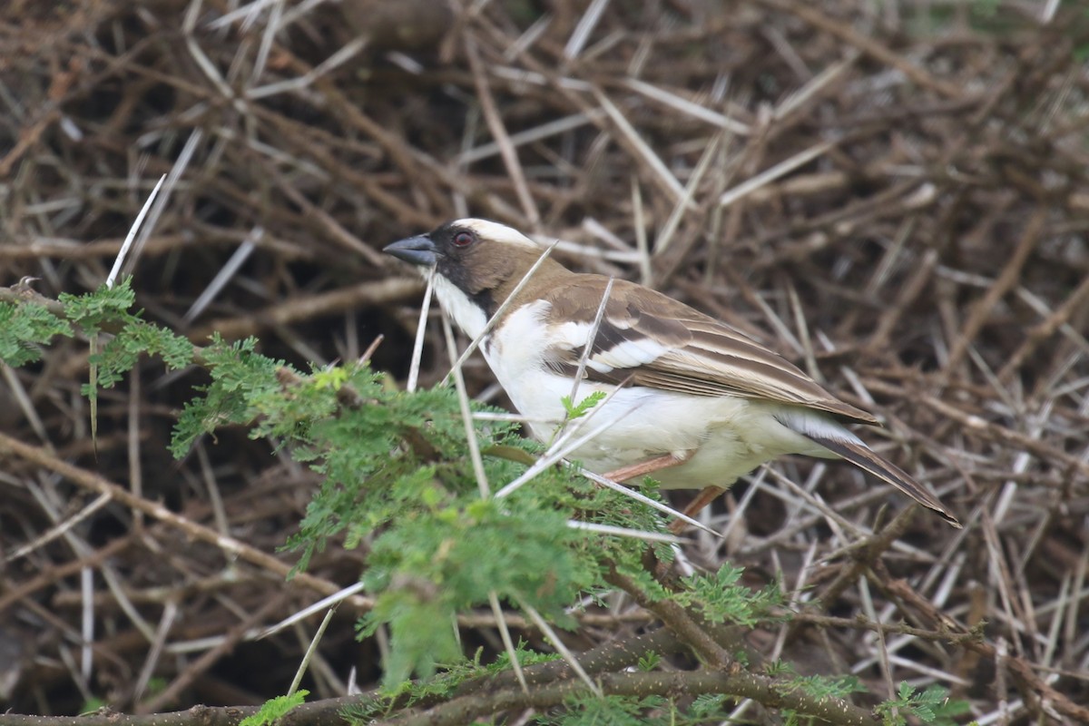White-browed Sparrow-Weaver - Fikret Ataşalan