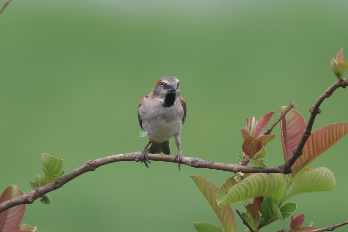 Moineau roux - ML615351322