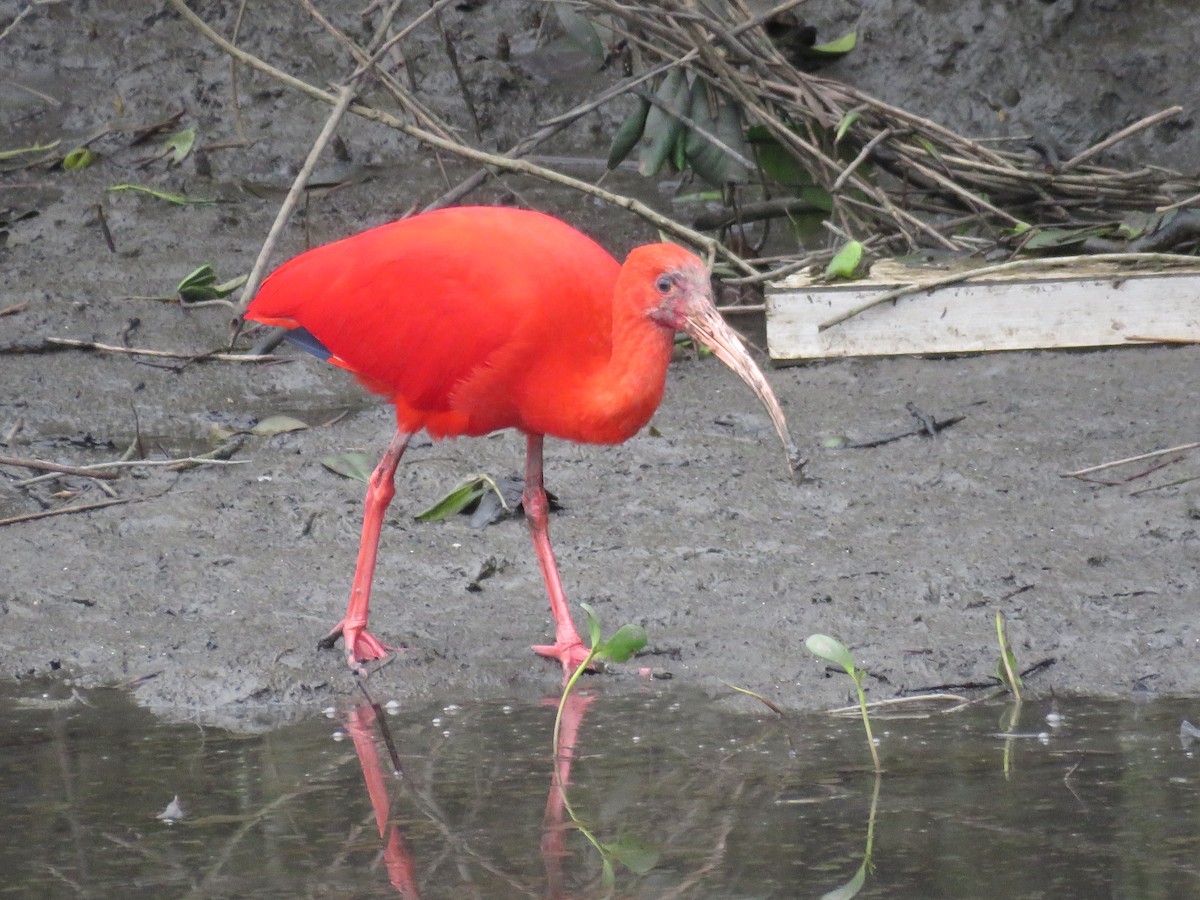 ibis rudý - ML615351413