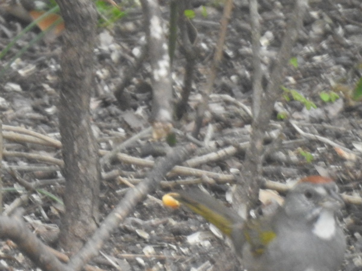 Toquí Coliverde - ML615351417