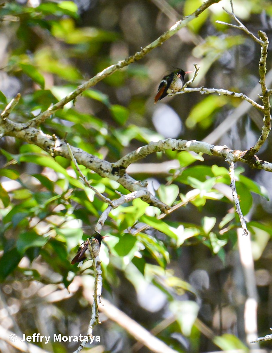 Black-crested Coquette - Jeffry Morataya