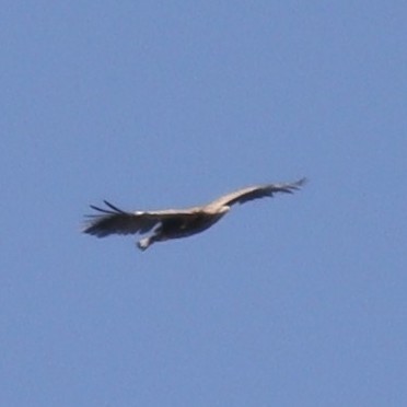 White-tailed Eagle - ML615351525