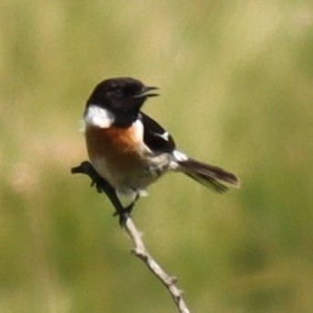 European Stonechat - ML615351528