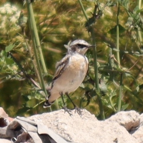 Northern Wheatear - ML615351534