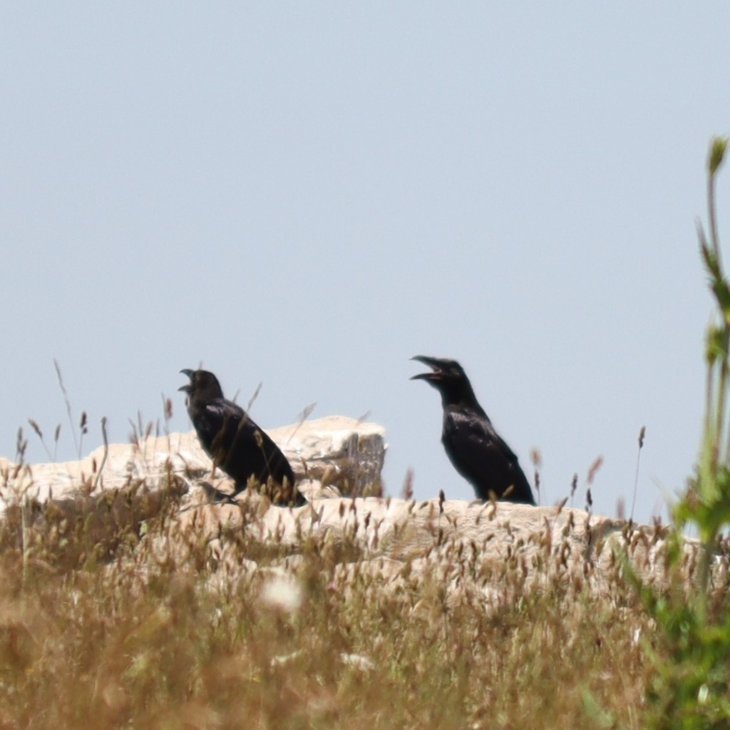 Common Raven - ML615351543