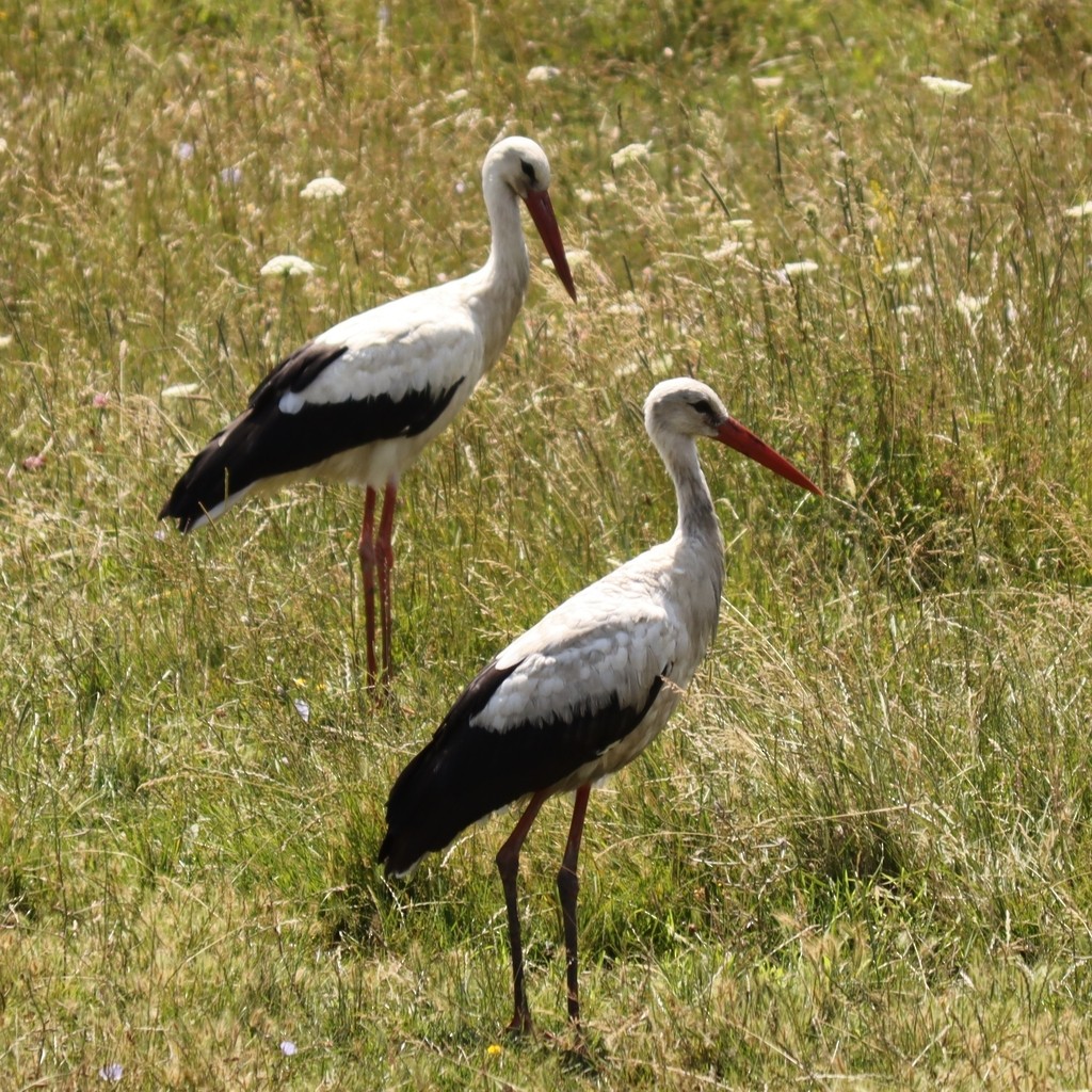 White Stork - ML615351552