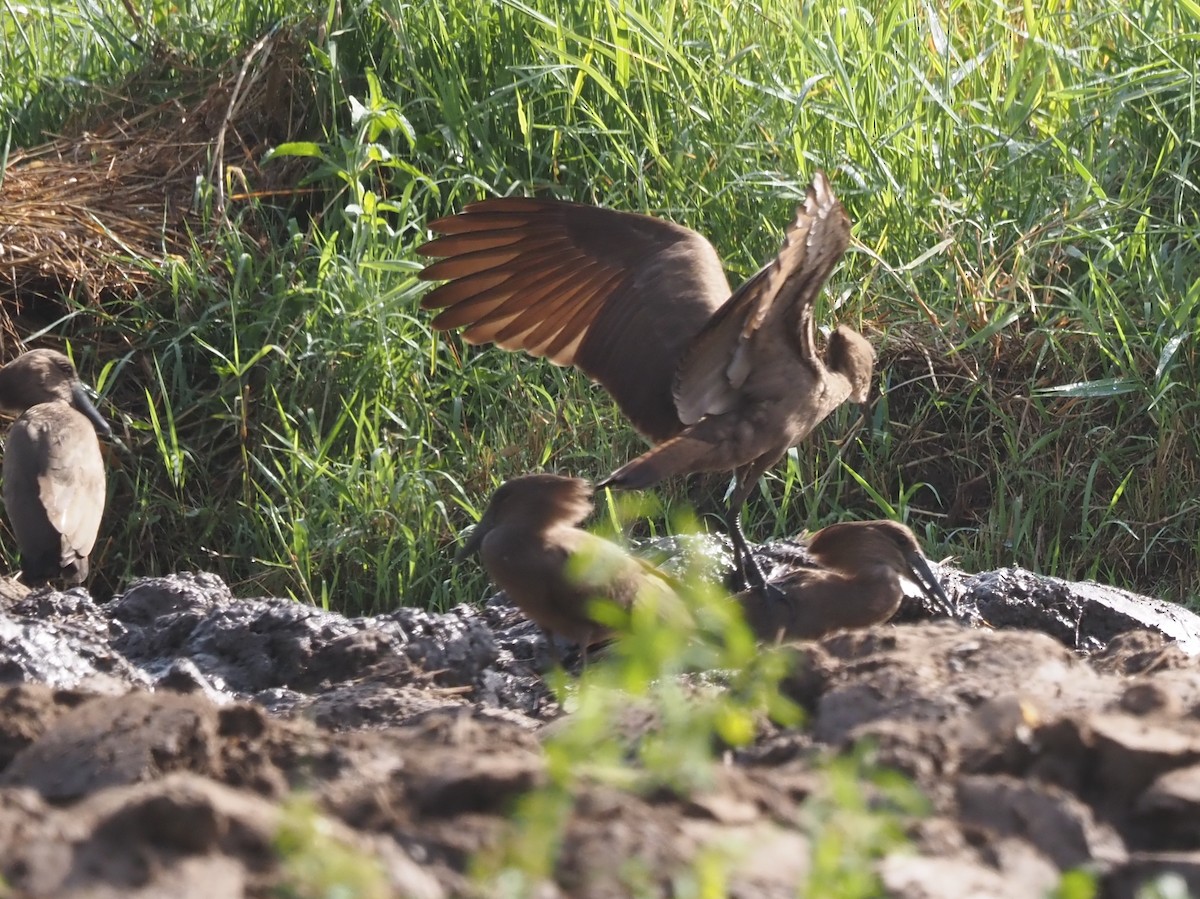 Hamerkop - ML615351595