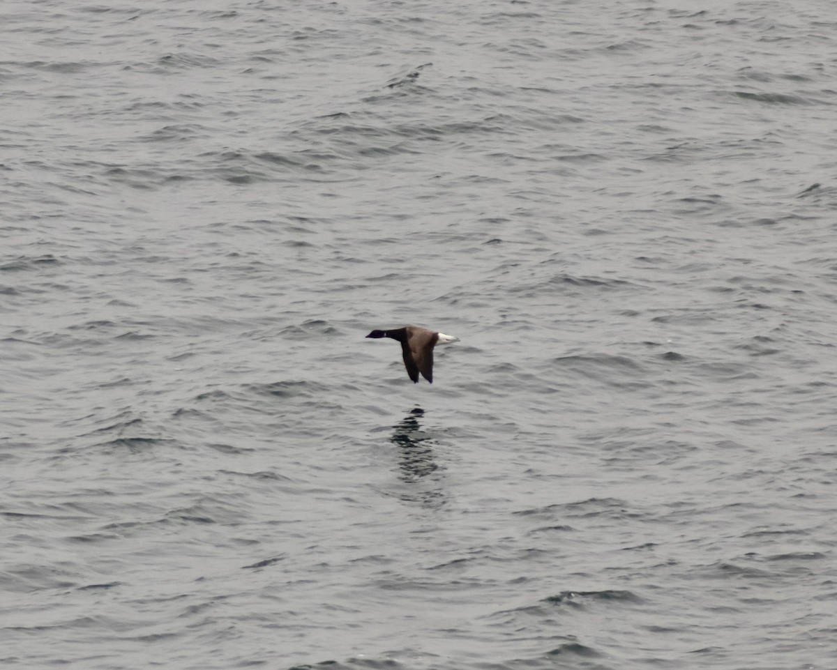 eBird Checklist - 17 Feb 2024 - Halibut Point SP - 26 species