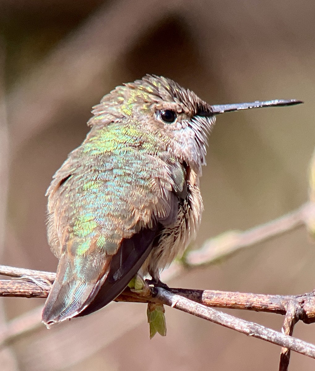 Rufous Hummingbird - Andrew Baksh